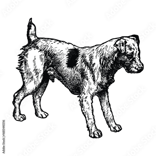 Terrier Dog Hand Drawn Illustration in Engraving Style