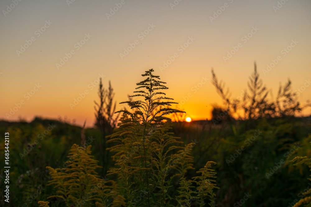 Obraz premium Minimal composition of goldenrod inflorescences against a clean gradient sky and low sun. Calm, spacious background suitable for wellness, ecology, seasonal and inspirational messaging.