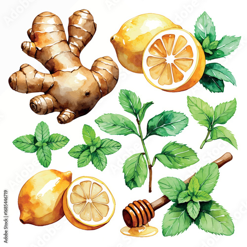 Watercolor Detox Tea Ingredients Set. Ginger, Lemon, Mint and Honey Illustration for Health and Wellness Design