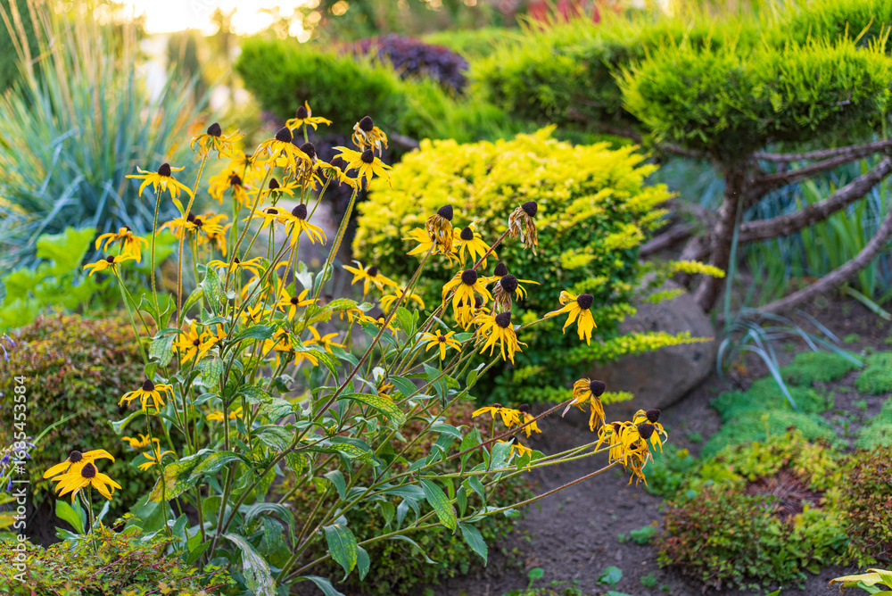 Obraz premium Bright garden of yellow blooms. Bright yellow flowers stand out in a lush garden during sunset, surrounded by greenery and well-manicured shrubs.