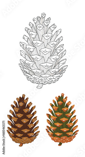 Detailed illustration of a pine cone showing its intricate scaly structure and natural variations in color and texture