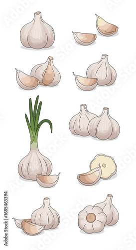 Fresh garlic bulbs cloves and stems healthy ingredient for cooking and nutrition
