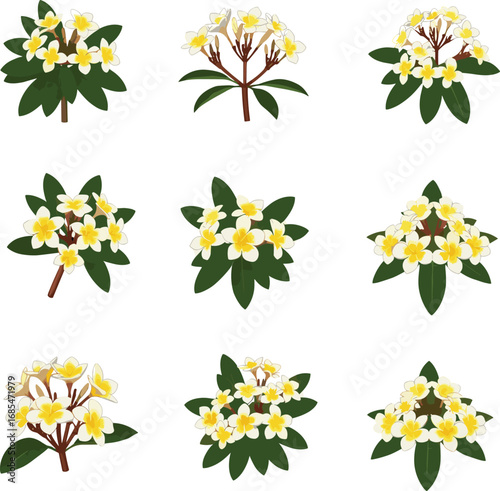 Set of tropical plumeria flower clusters with yellow and white petals, lush green foliage, exotic frangipani floral elements for design, summer blossom collection, island botanical