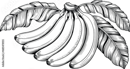 Banana bunch illustration, tropical fruit drawing, vintage banana plant sketch, hand drawn banana with leaves, botanical food art design