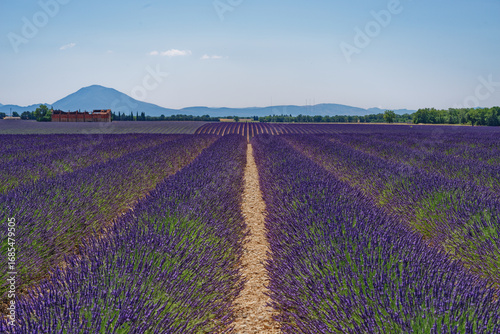 Lavendelfeld in der Provence