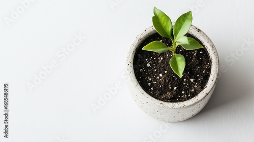 Seedling sprouts within speckled pot