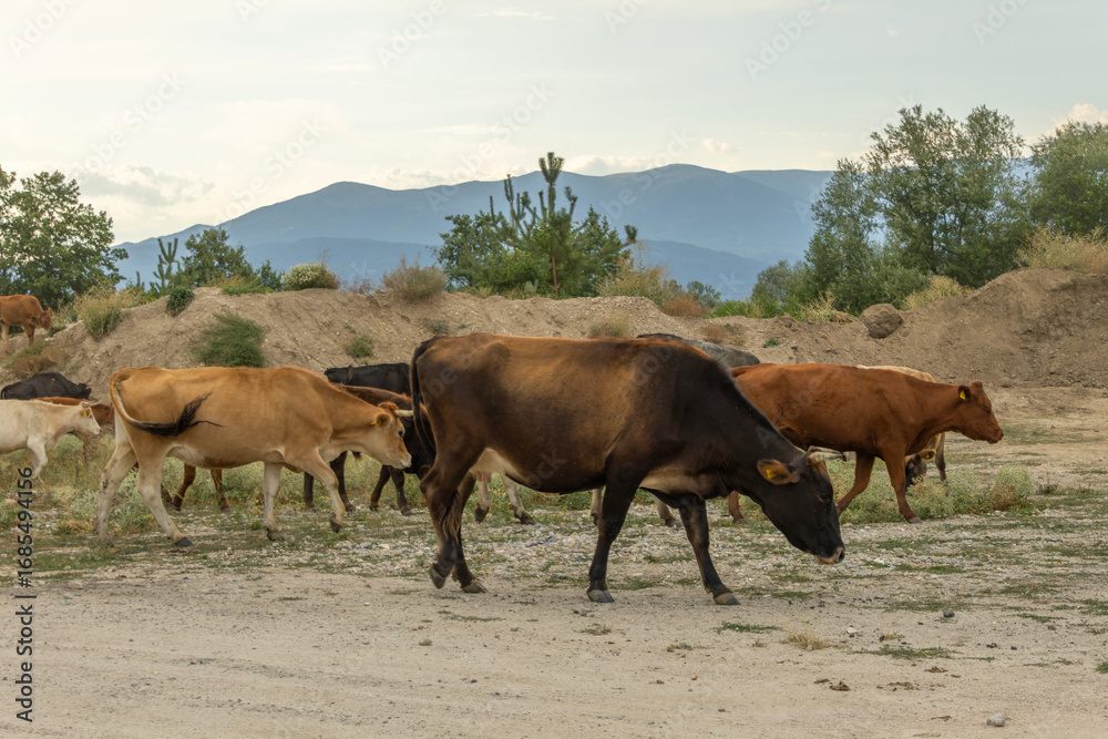 Obraz premium A peaceful herd of cows, varying in color from brown to black, walks along a rural dirt path. Distant mountains and trees complete the natural, serene landscape under a soft sky.
