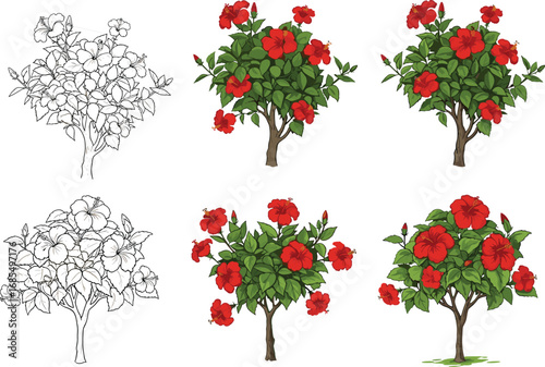 Botanical illustration stages showing flowering plants from black and white sketch to fully colored artwork, detailed vector drawing for educational design