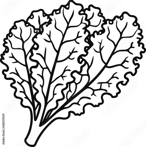 kale vegetable outline vector illustration line art