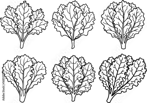 Set of kale vegetable outline vector illustration line art