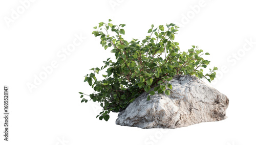 A light gray rock with greenery growing on top