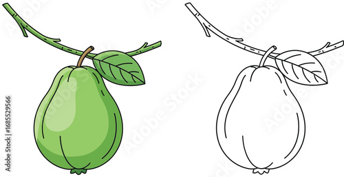 Green Guava on a Branch with Leaves - Tropical Fruit Coloring Page and Vibrant Cartoon Illustration