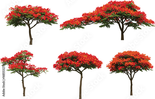 Vibrant autumn trees with red and orange foliage, seasonal landscape vector illustration, decorative nature design for botanical and artistic projects"