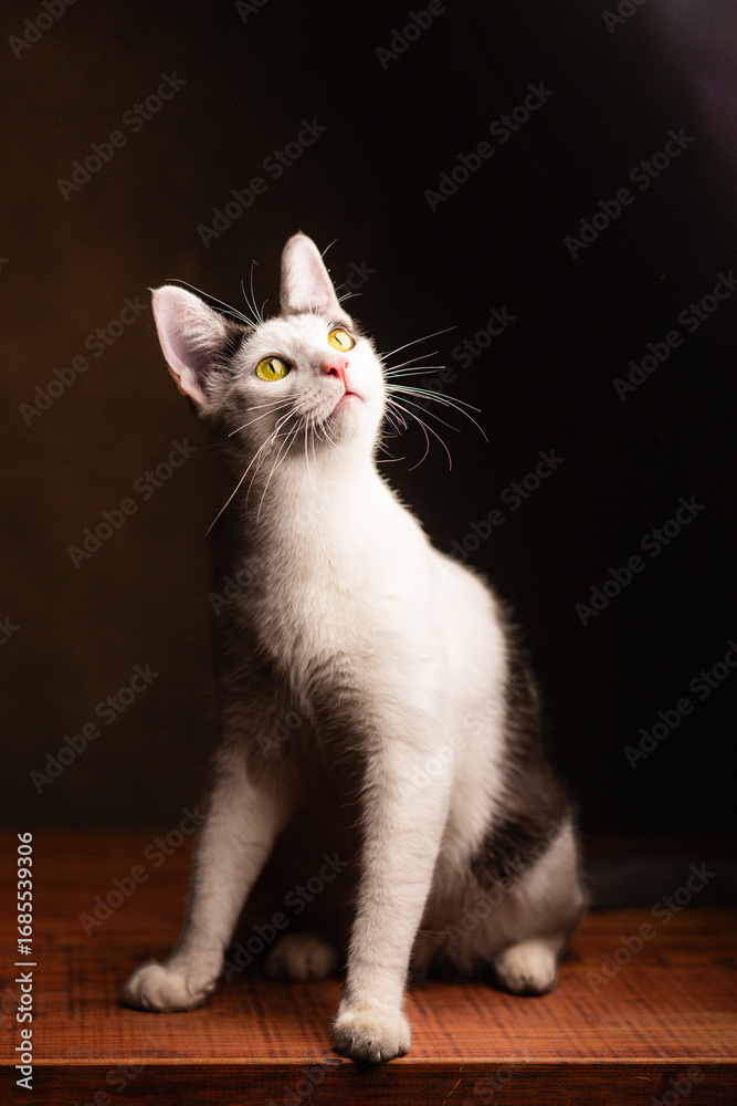 Fototapeta premium gato cachorro blanco