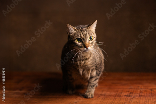 Wallpaper Mural gata asustada Torontodigital.ca