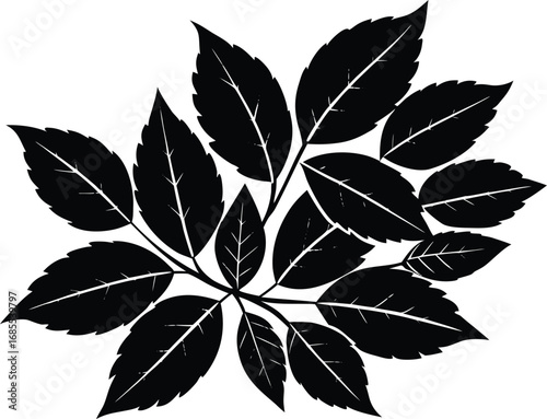 Ash Leaf Cluster Silhouette | Ash Tree Leaves Vector Art