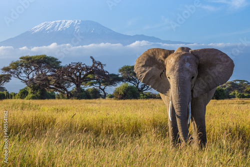 African elephant in Amboseli park with Kilimanjaro (Kenya/Tanzania)