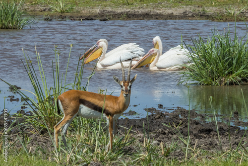 Thomson gazelle and pelicans in Amboseli, Kenya