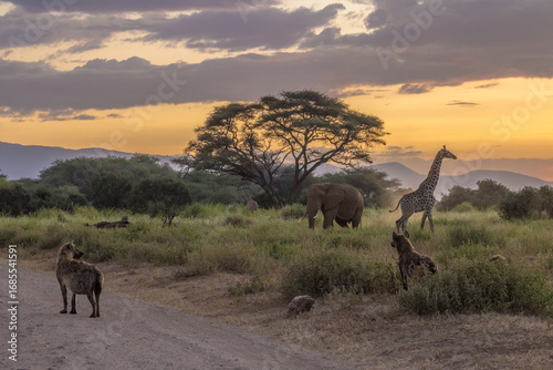 Evening scene from Kenyan safari in Amboseli park (acacia, giraffe, elephant, hyenas)