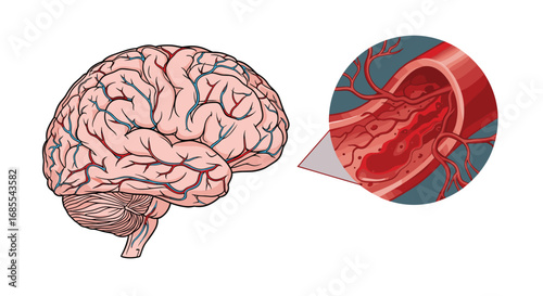 Understanding the crucial role of blood vessels in brain health and function