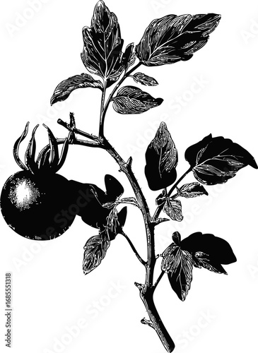 Black and white illustration of a tomato plant with leaves and fruit, botanical art. Vector illustration