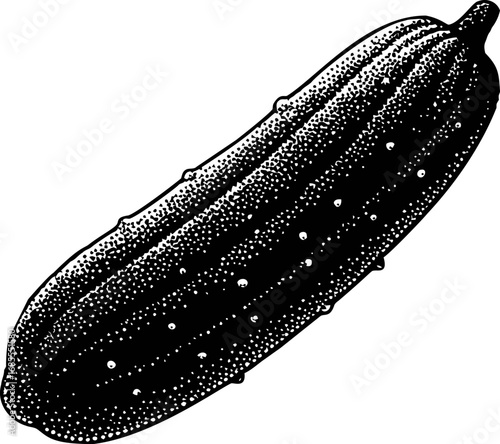 Black and white sketch of a cucumber with detailed texture and shading. Vector illustration