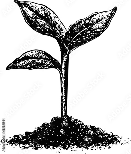 Illustration of a small plant sprouting from soil in black and white ink style. Vector illustration