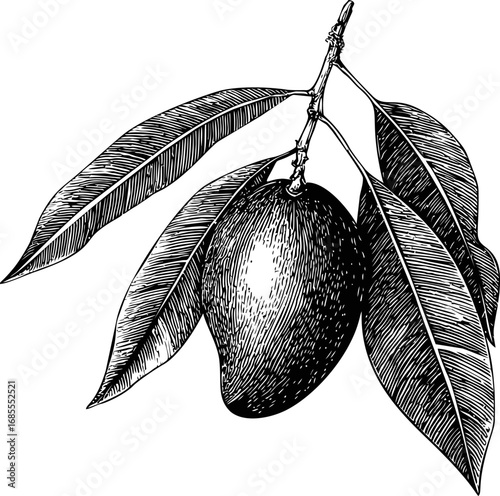 Detailed black and white sketch of mango fruit with leaves illustration. Vector illustration