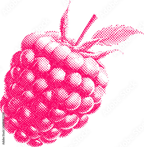 Halftone pink raspberry illustration with detailed texture on white background. Vector illustration