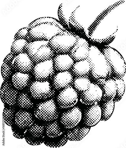 Ripe blackberry in stippled black and white illustration style. Vector illustration