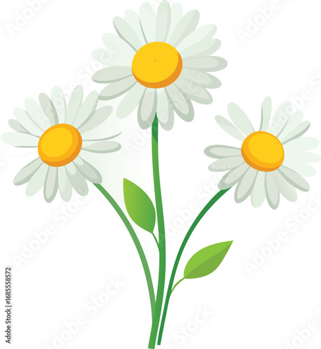 Three White Daisies with Yellow Centers and Green Stems on a White Background