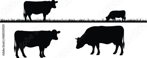 Vector illustration of cow silhouettes standing and grazing on grass field, farm animal design, cattle livestock graphic, agriculture concept, isolated black shapes
