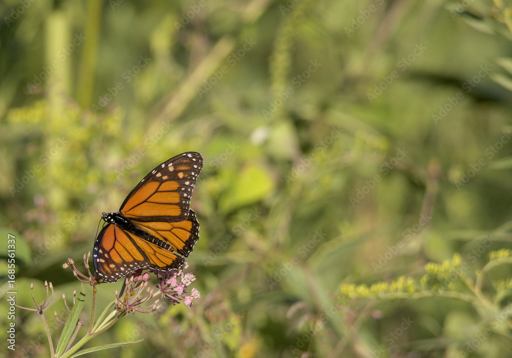 Fototapeta premium Monarch Butterfly Feeding Side View on Milkweed