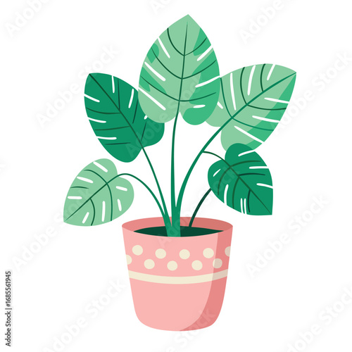 Young potted houseplant with lush green leaves isolated on white