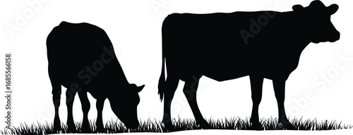 Vector illustration of two cows grazing grass in field, black silhouette farm animal design for agriculture, livestock, dairy farming, rural nature themes