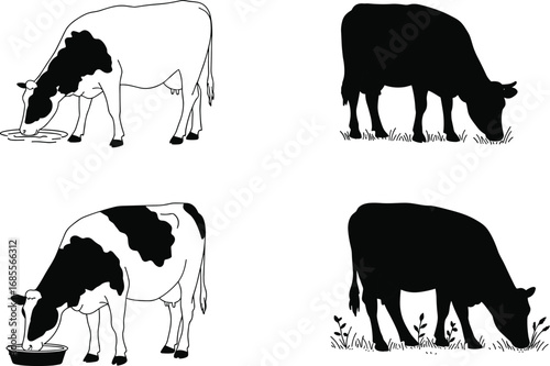 Vector illustration of cows drinking water and grazing grass, black silhouette and outline style farm animal design for agriculture, dairy, livestock themes