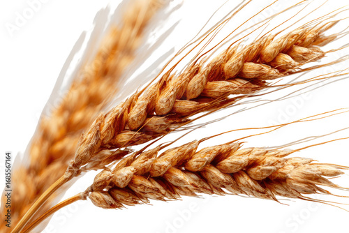Close-up of two wheat ears, golden brown, detailed view of grains