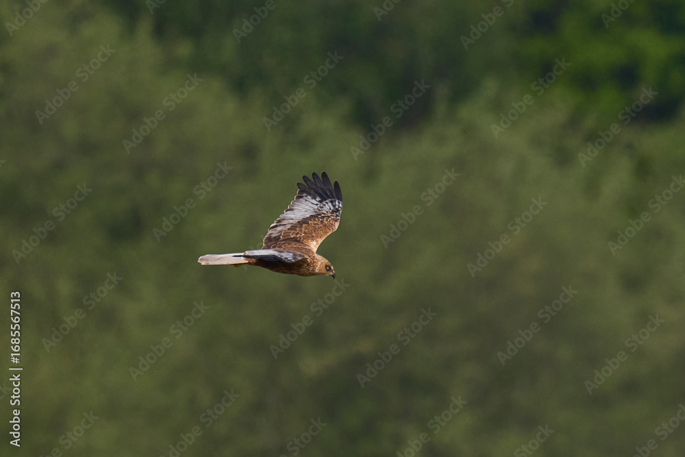 Fototapeta premium Marsh Harrier (Circus aeruginosus) hunting over a reedbed in the Somerset Levels in the United Kingdom