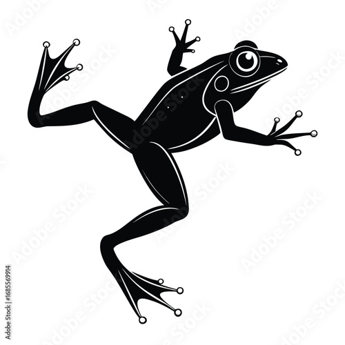 frog on a white background