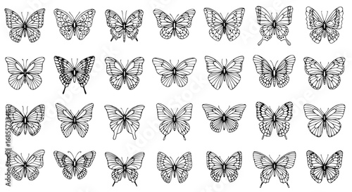 A delicate array of intricately illustrated butterflies showcases the graceful beauty and symmetry of nature. These illustrations evoke the ethereal allure of these winged wonders. 