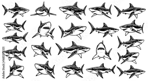 A stunning collection of detailed shark illustrations captures the power and elegance of these marine predators, showcasing their sleek bodies and powerful presence. vector illustration