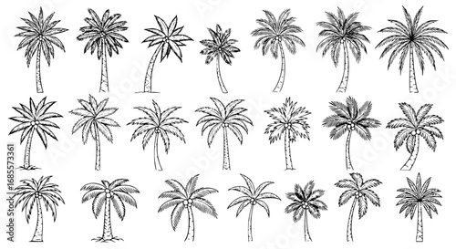 An array of detailed, hand-drawn illustrations of tropical palm trees, evoking a sense of exotic locales and sunny days. vector illustration