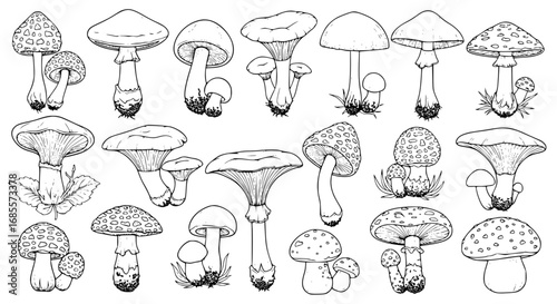 collection of different detailed diverse mushroom species. vector illustration