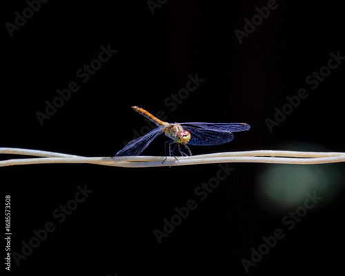 blue dragonfly on a branch