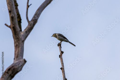 bird on a branch