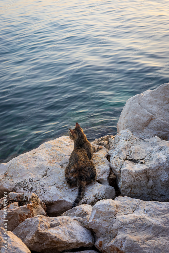 Fototapeta premium Cat on rocks by the sea at sunset