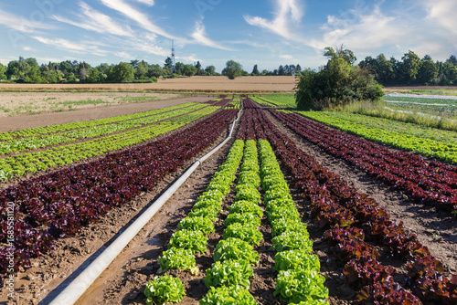 Landscape view of a field with green and red lettuce.