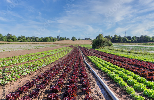Landscape view of a field with green and red leaf lettuce.