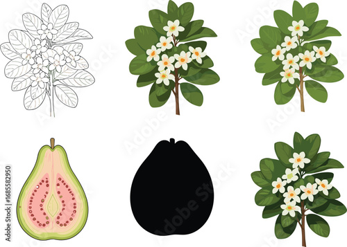 PrintGuava tree vector illustration set with green leaves, white flowers, fruit, silhouette, and sketch style for botanical designs.