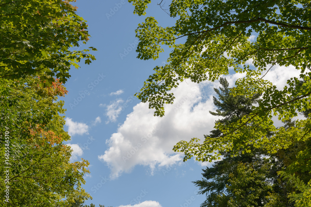 Fototapeta premium trees and sky